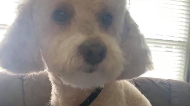 Police investigate death of dog believed to have been shot in Maple Shade