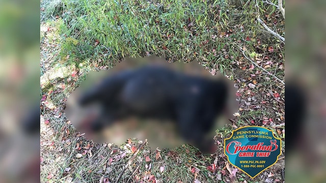 Authorities: Bear found with paws, head cut off in Venango County