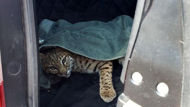 'No one should ever do this:' Colorado driver puts injured bobcat in car next to child