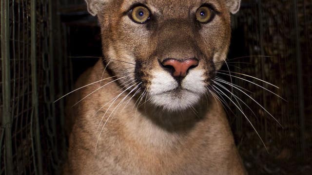 P-61, first mountain lion to cross 405 freeway, struck and killed