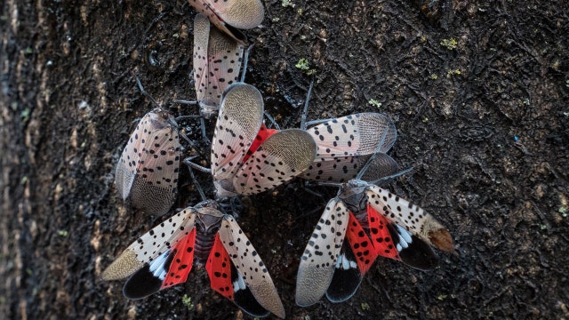 See it? Squish it! Fighting the invasive spotted lanternfly