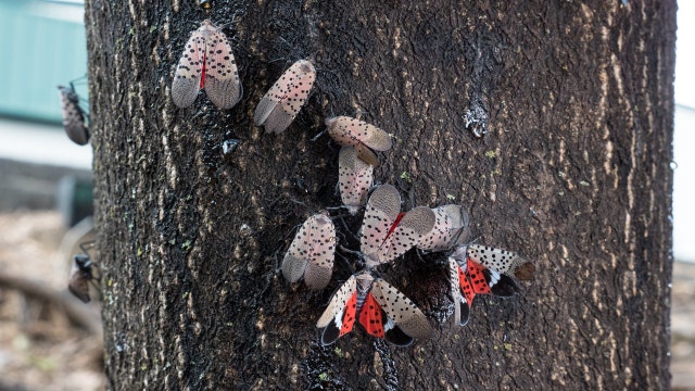 Some Delaware residents asked to kill lanternflies on sight