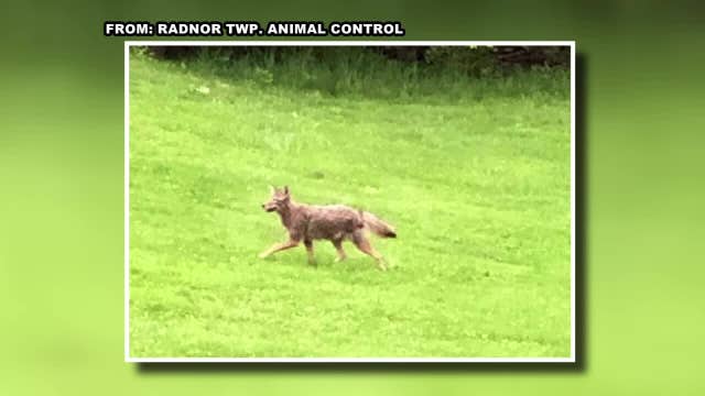 Coyotes spotted near park in Radnor Township