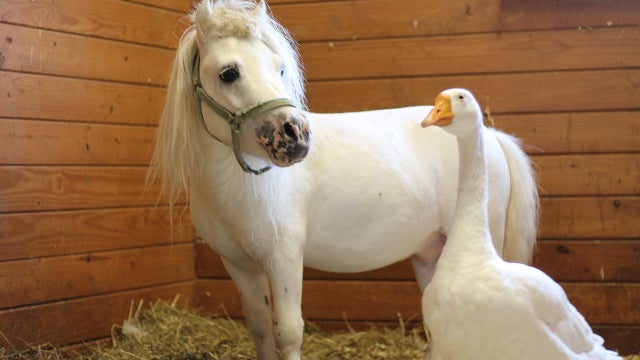 Unlikely duo Waffles and Hemingway find their forever home