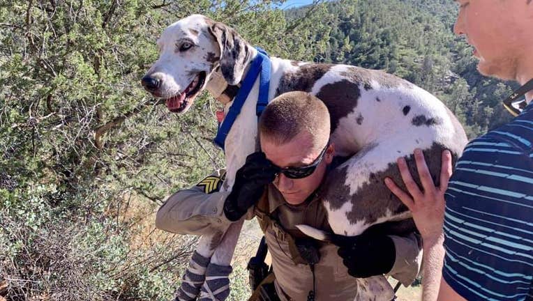 Great Dane rescue
