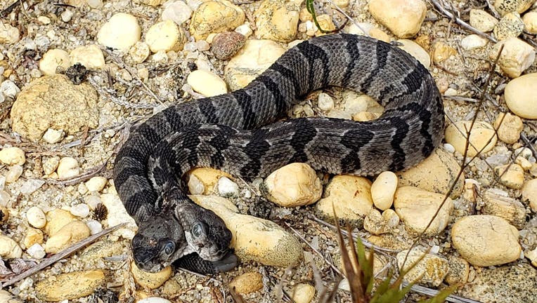 Two-headed timber rattlesnake