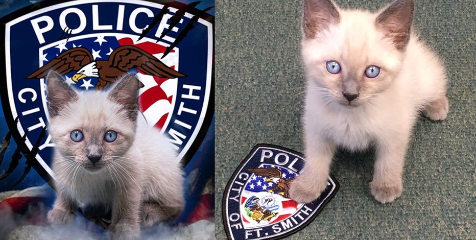 Detroit-area police department gives cat new rank of 'pawfficer
