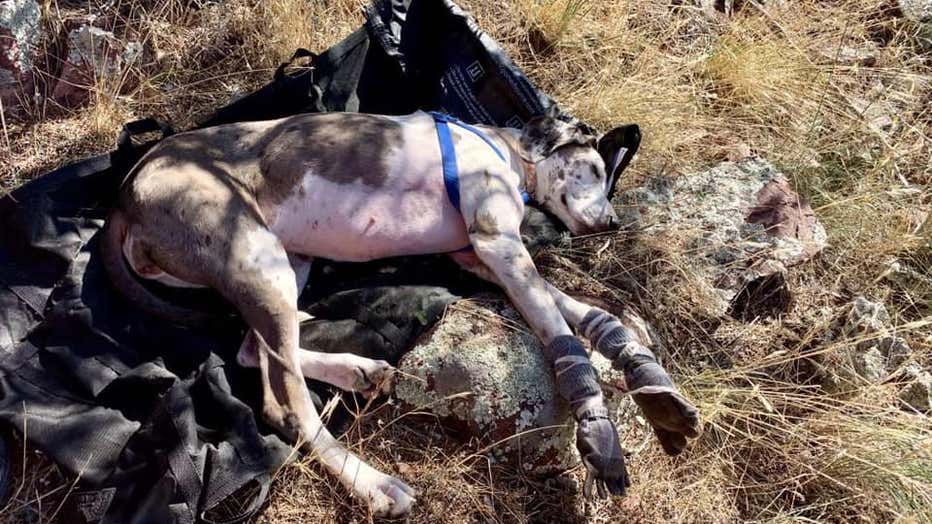 Great Dane rescue
