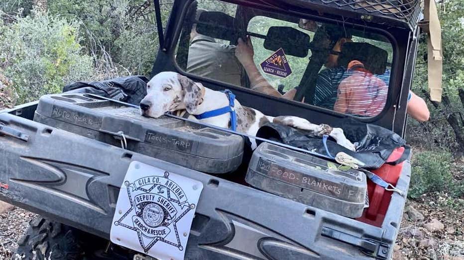 Great Dane rescue