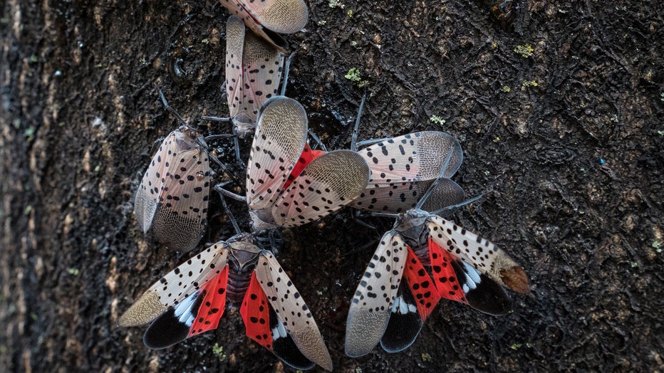 Spotted lanternfly