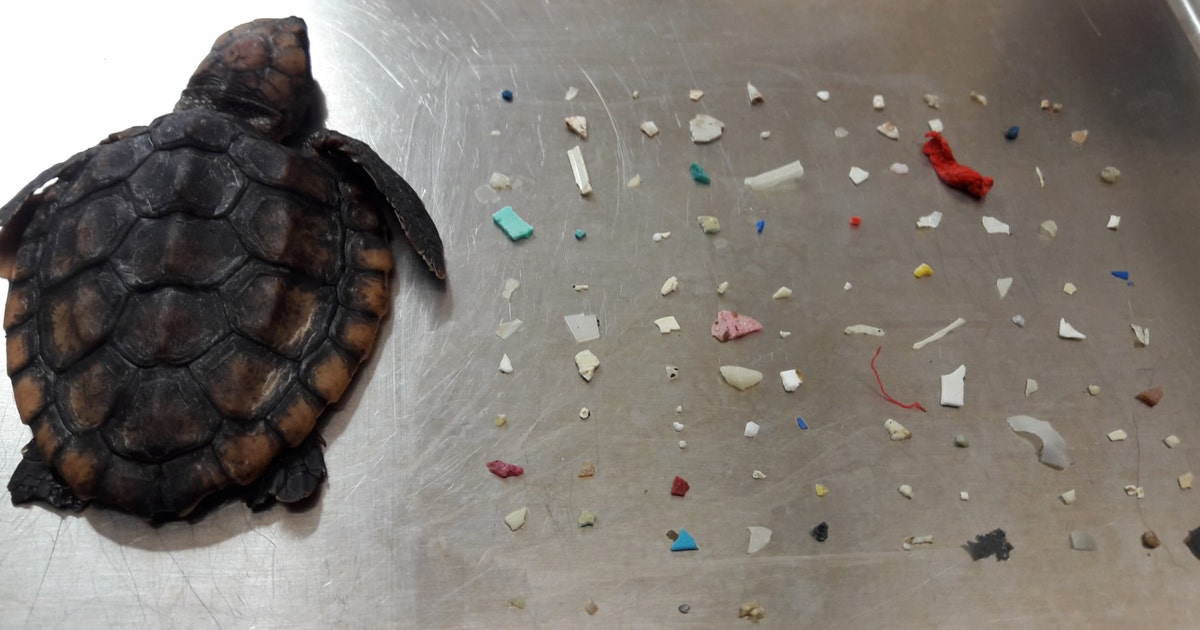 Sea turtle dies after eating over 100 pieces of plastic, South Florida ...