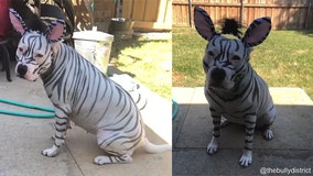 ‘The cutest zebra’: American Bully dog in creative Halloween costume steals internet’s hearts