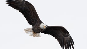 Soaring bills: Scientists' budget blown by texting eagles