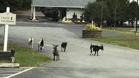 Goats reportedly on the loose in Kennett Township