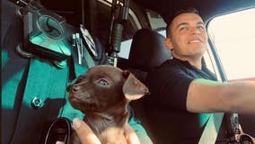 Tiny puppy rescued by LAPD becomes newest member of K-9 unit