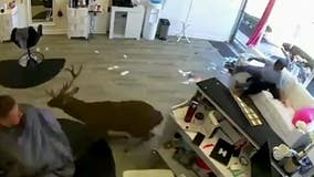 Deer caught on camera jumping through window of hair salon