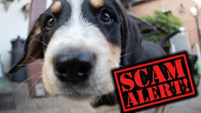 Animal shelter warns of 'lost pet' scam, offers to return missing animal for money