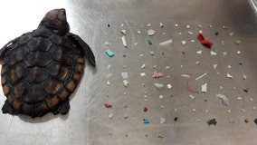 Sea turtle dies after eating over 100 pieces of plastic, South Florida nature center says