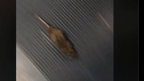 Video: Commuters panic as rat runs wild on SEPTA train