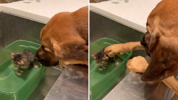 Giant dog appears to pet small rescue kitten in adorable viral video
