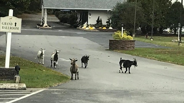Goats reportedly on the loose in Kennett Township