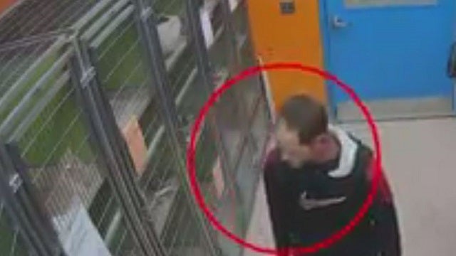 Arrest made in theft of Shiba Inu from SPCA, $1k reward offered