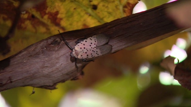 Wildlife warn sticky traps not only catch spotted lanternflies but other animals