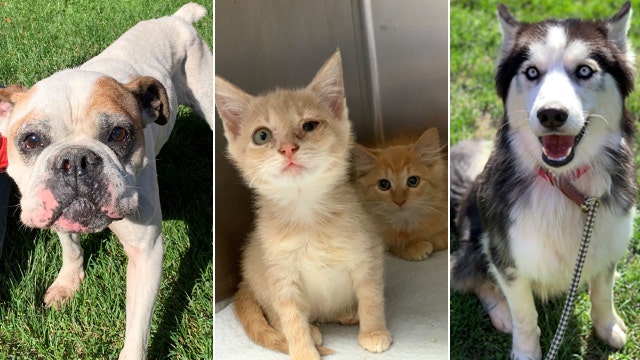 Animal welfare workers save 98 cats, dogs from 'self-proclaimed rescue' in Lebanon County