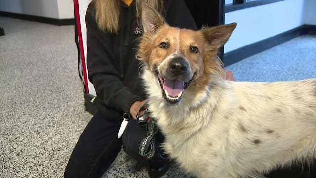 54 dogs rescued from Bahamas now up for adoption at Brandywine Valley SPCA