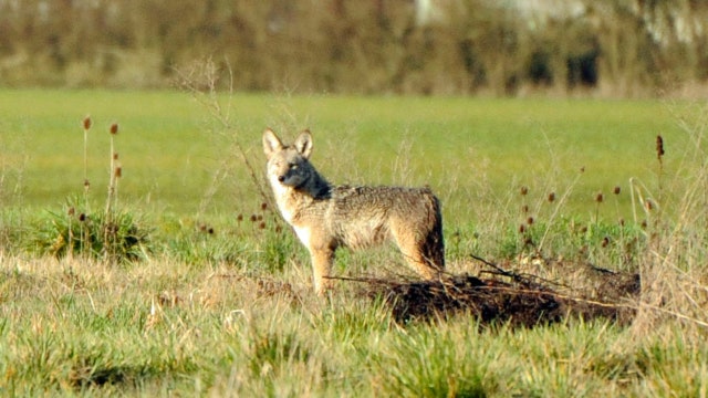 Coyote attacks reported in New Jersey park