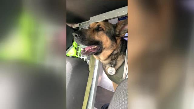 Local police K-9s finalists in national competition to win fully outfitted SUV