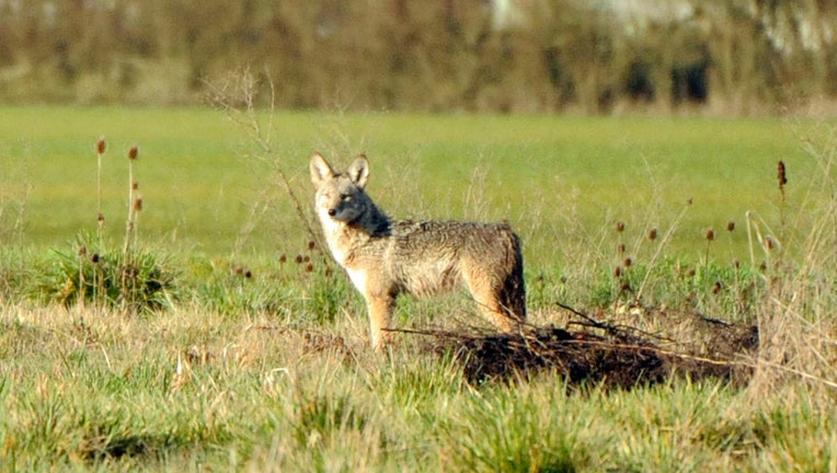 New Jersey wildlife officers will attempt to lure, kill aggressive coyote  in Mansfield Township 