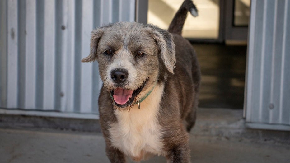 Brandywine Valley SPCA Hurricane Durian rescue