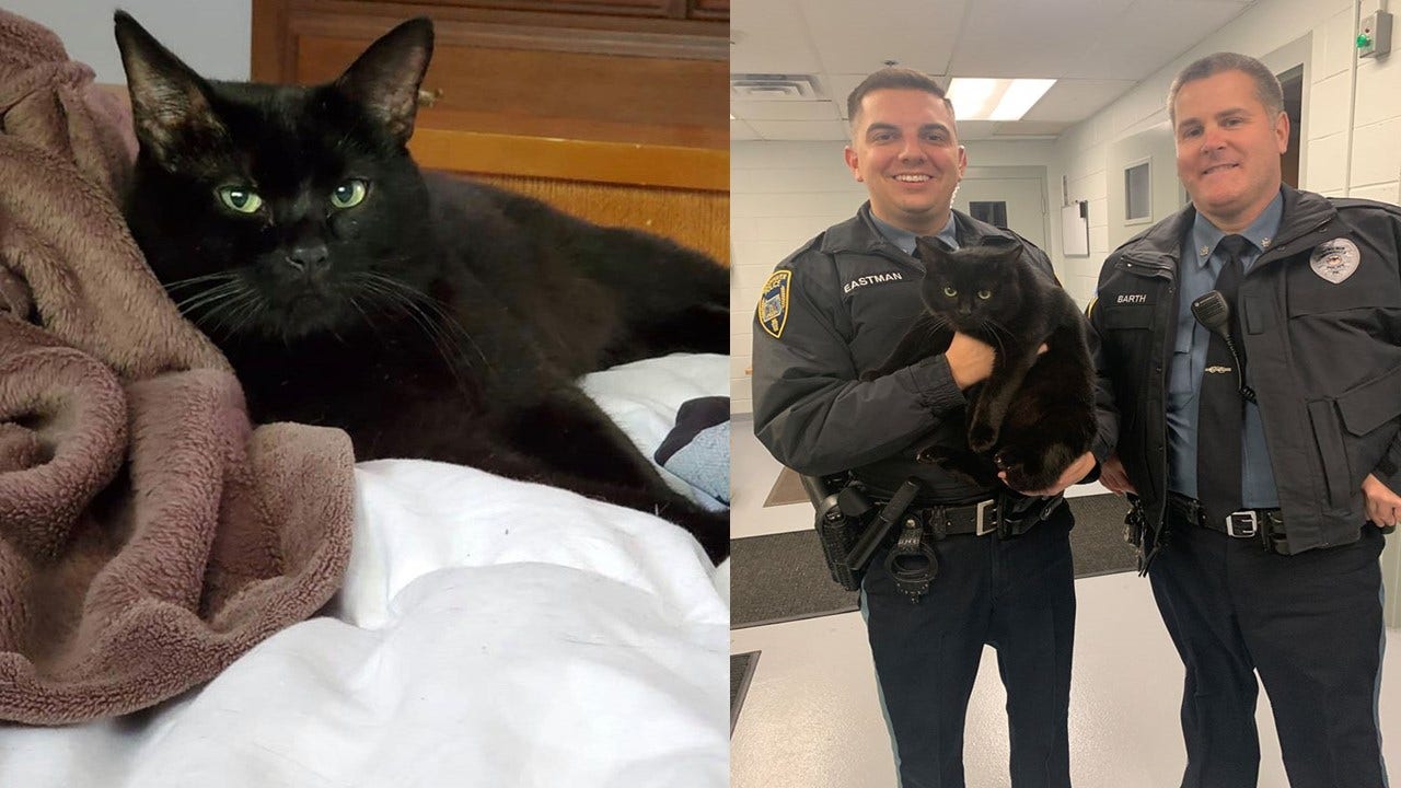 Batman has new life after the stolen Brookhaven cat is recovered