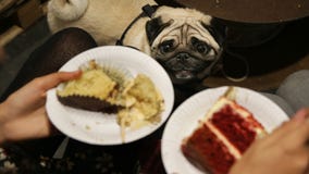 Thanksgiving table scraps could be dangerous to your pet’s health, veterinarian says