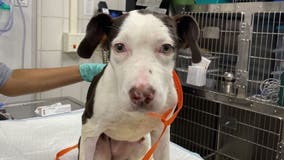 Puppy locked in a cage rescued from lake in Illinois