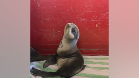 Firefighters rescue northern fur seal from Redwood City parking garage