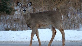 Man, 69, dies after hunting accident in Berks County