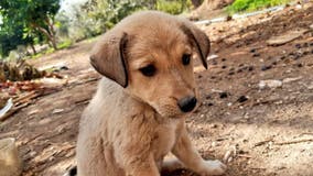 Puppy orphaned in Baghdadi raid finds fur-ever home