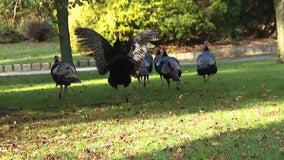 Wild turkeys take over Toms River community