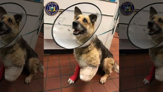 Police: Chained, abused dog chewed off her own paw; owner charged