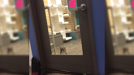 #FreeQuilty: Houston rescue looking for home for feline escape artist