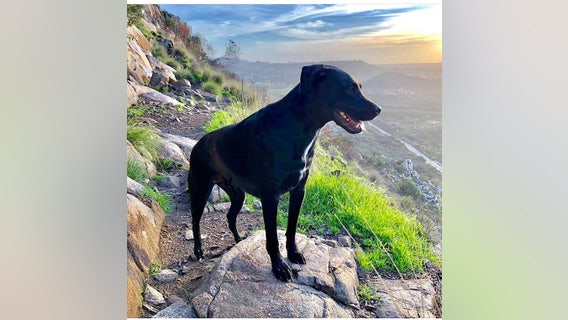 Dog found safe after going missing following crash with owners in northern Arizona