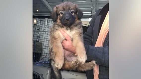 12-week-old puppy stolen from NJ shelter found abandoned in PetSmart bathroom