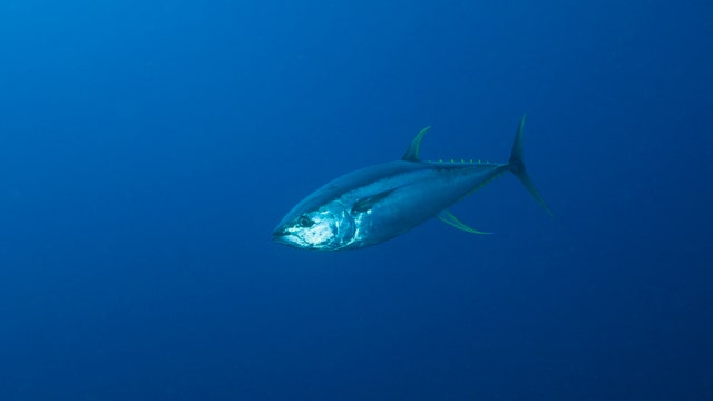 FDA recommends tossing of certain tuna fish due to fish poisoning risks