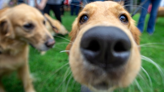 Job alert: British couple offering $40K salary to live-in sitter for 2 golden retrievers