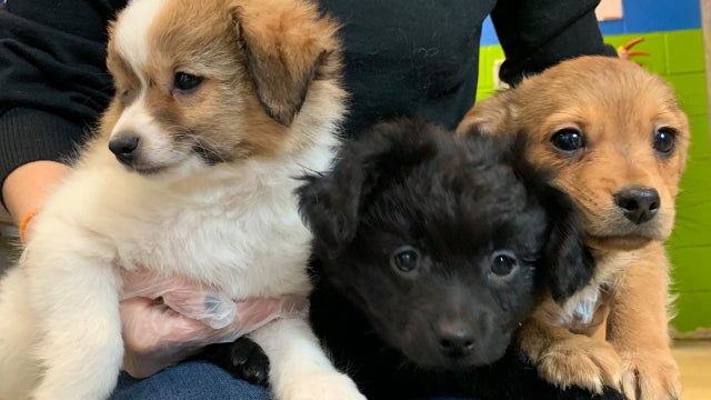 23 dogs rescued from filthy conditions in Northampton County