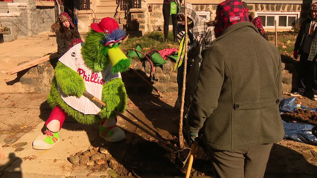 Phillie Phanatic joined by volunteers to plant trees in West Philadelphia