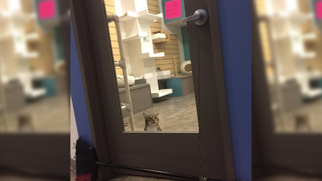 #FreeQuilty: Houston rescue looking for home for feline escape artist