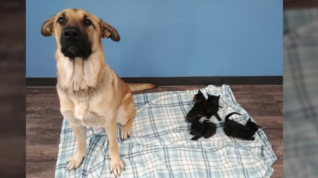 Stray dog found keeping abandoned kittens warm on side of road